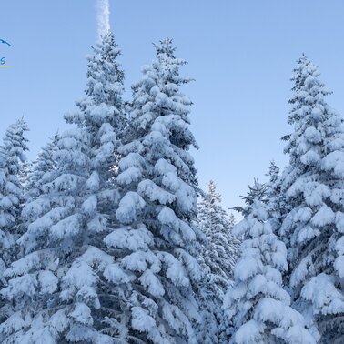 Schneebedeckte Bäume in der Familien Urlaubs Region Serfaus-Fiss-Ladis Tirol Österreich | © Serfaus-Fiss-Ladis Marketing GmbH | Andreas Kirschner