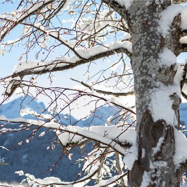 Baum mit Neuschnee in Serfaus-Fiss-Ladis in Tirol Österreich | © Serfaus-Fiss-Ladis Marketing GmbH | Andreas Kirschner
