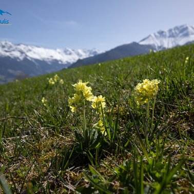 Frühling in Serfaus-Fiss-Ladis in Tirol | © Serfaus-Fiss-Ladis Marketing GmbH |Andreas Kirschner