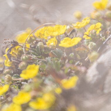 crocus flowers in Tyrol | © Andreas Kirschner