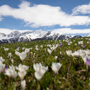 Krokusblüte in Tirol | © Andreas Kirschner