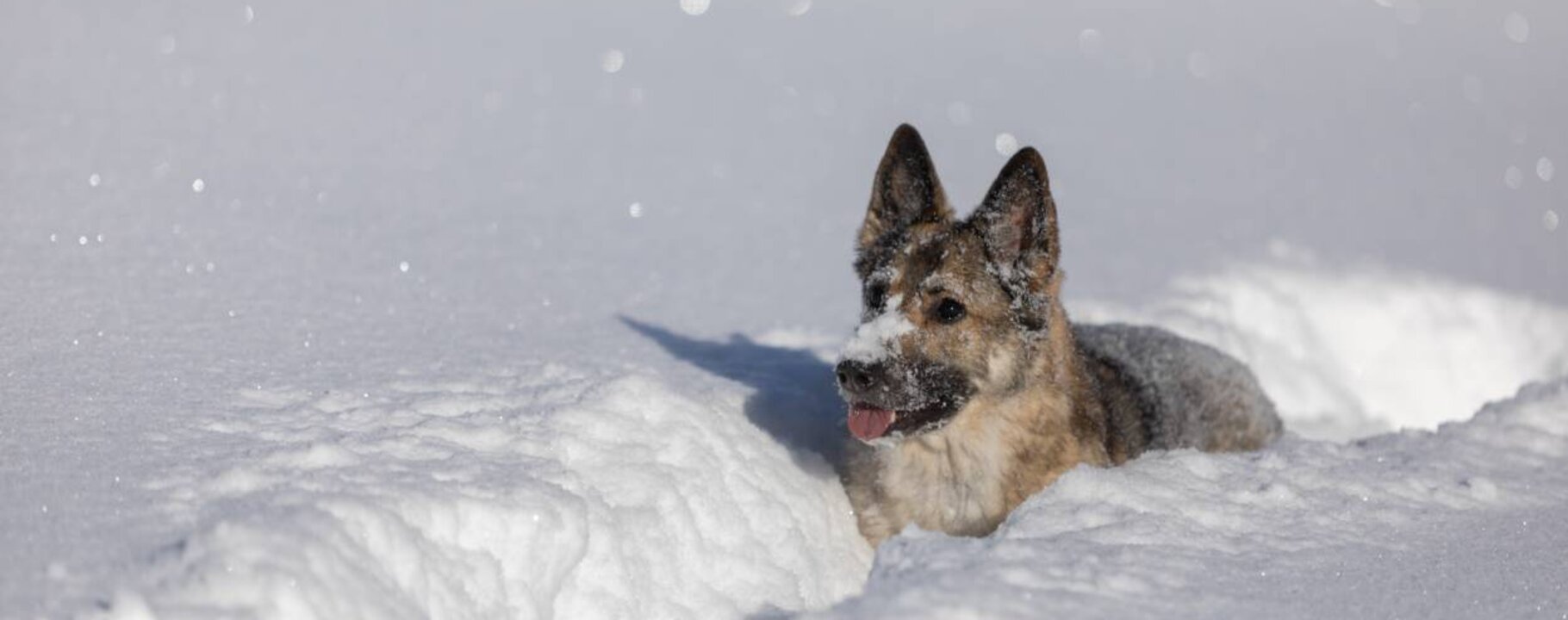 Holiday with dog in Serfaus-Fiss-Ladis in Tyrol | © Andreas Kirschner