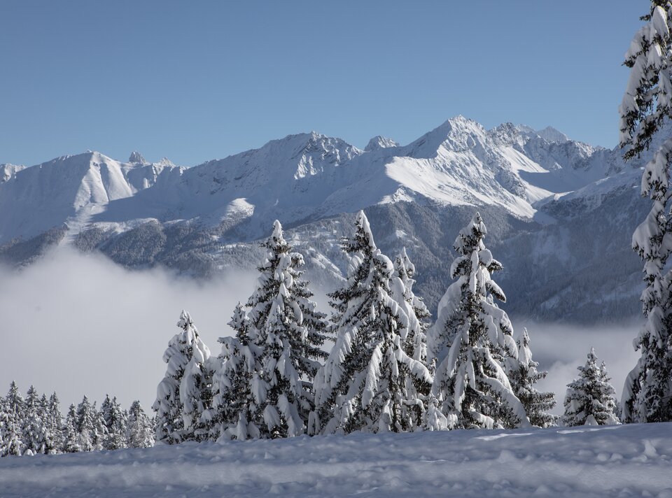 Berge und schneebedeckte Bäume im Winterlicht.