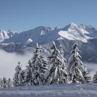 Berge und schneebedeckte Bäume im Winterlicht.