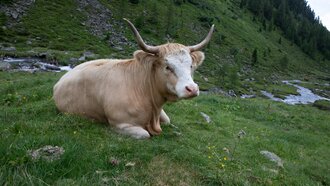 Eine entspannte Muhkuh auf einer Wiese in den Bergen.