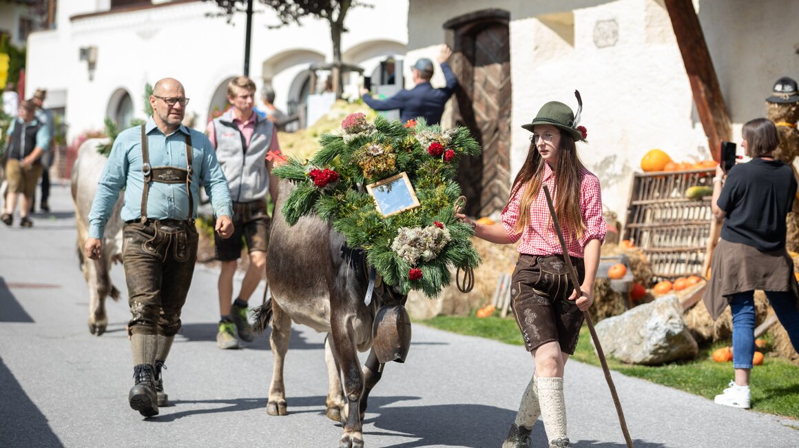 Woman leads a decorated cow during a cattle drive through the street.