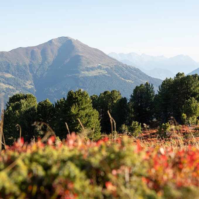 Weite Berglandschaft im Herbst mit buntem Laub und hohen Bäumen.