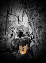 A group of people is leading llamas on a forest path.