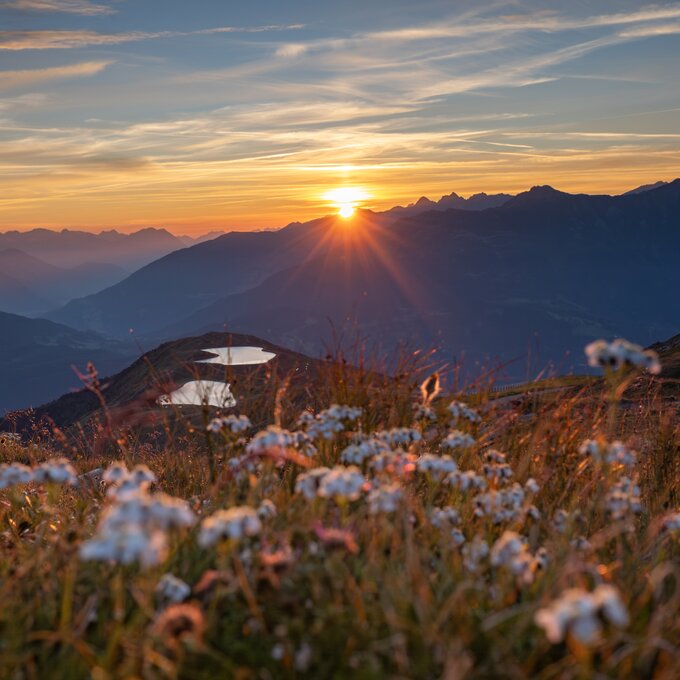Sonnenaufgang mit blühenden Pflanzen und Berglandschaft.