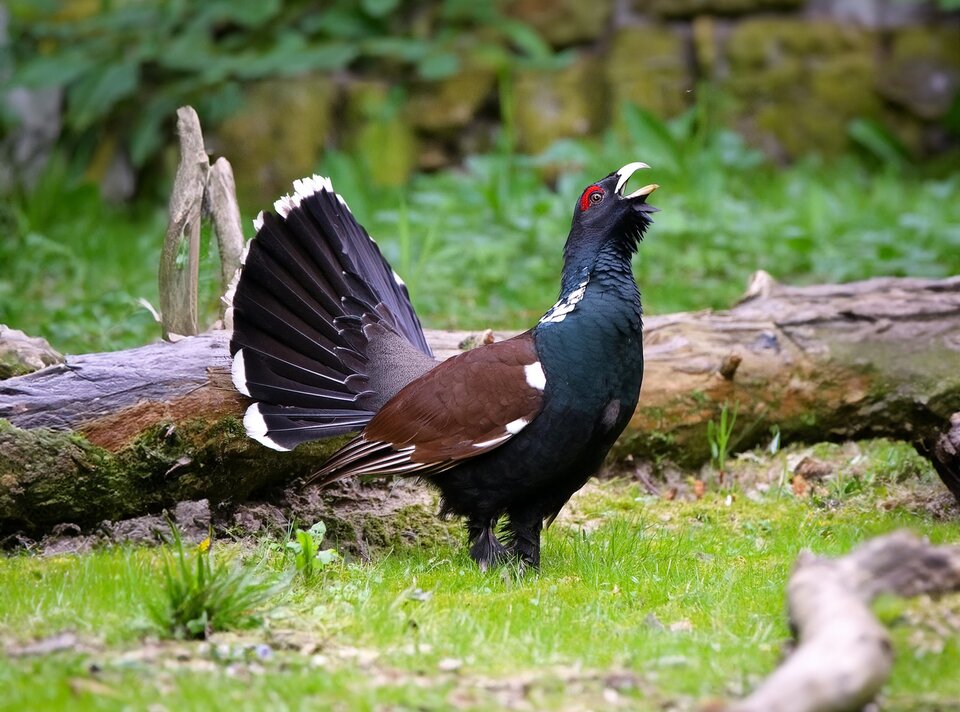 A Black-breasted Wood Partridge displays its beautiful plumage in a green setting.
