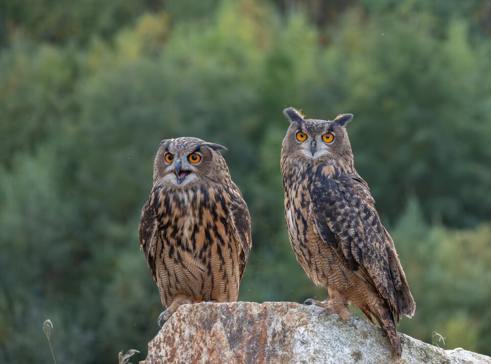 Two owls perched on a rock, surrounded by trees.