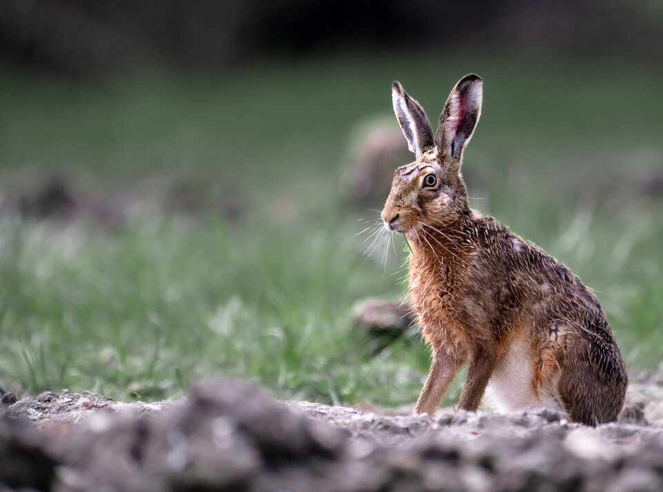 A hare sitting on the ground, surrounded by green grass.