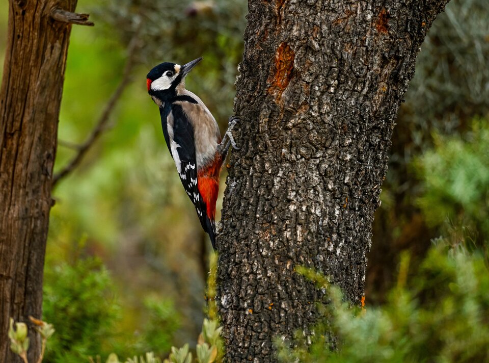 A woodpecker climbs up a tree trunk.