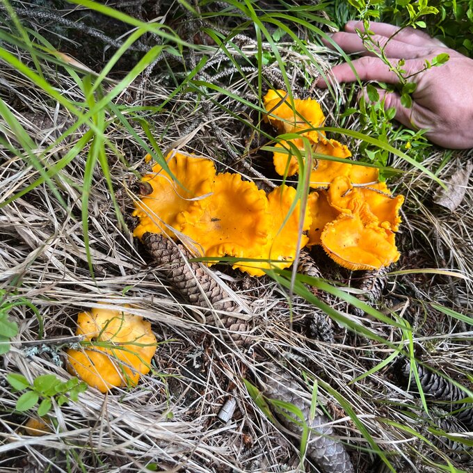 Ein Hand greift nach leuchtend gelben Pilzen im Gras.