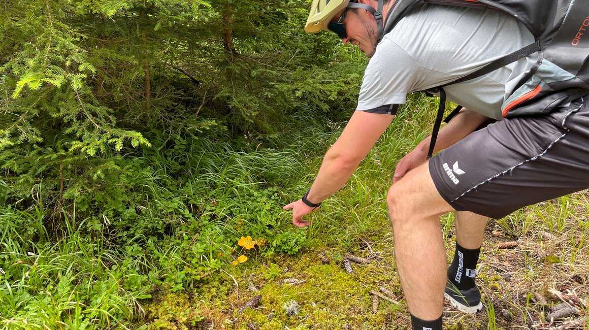 Ein Mann zeigt auf gelbe Pilze am Wegesrand in einem Wald.