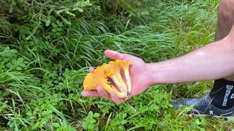 Ein Mensch hält frische gelbe Pfifferlinge in der Hand.