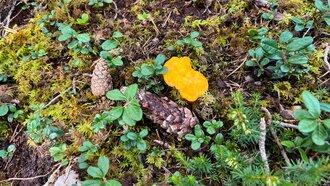 Eine Auswahl von grünen Pflanzen und einem gelben Pilz auf dem Waldboden.