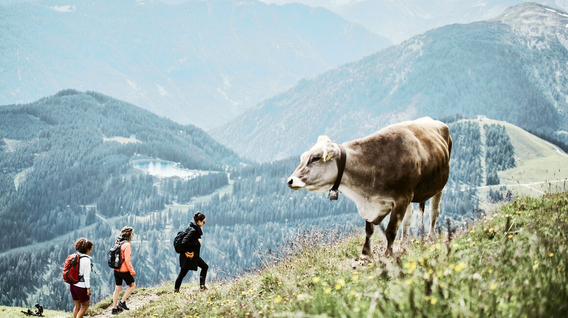 Drei Wanderer in den Alpen, vorbei an einer Kuh auf dem Weg.