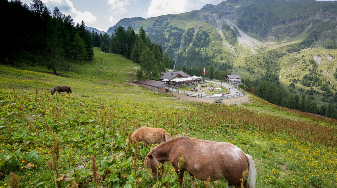 Zwei Pferde grasen auf einer blühenden Wiese in den Bergen.