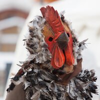 Eine Person trägt eine Hühnermaske und ein Federkostüm.