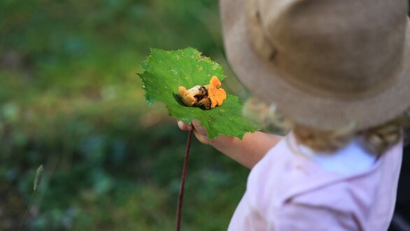 Ein Kind hält ein großes Blatt mit Pilzen und Blumen in der Natur.