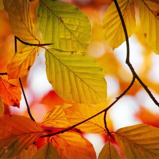 Vibrant colors of yellow and red leaves during autumn.