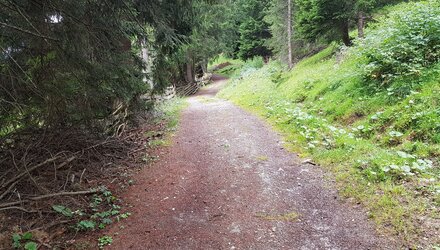 Waldweg auf der Akklimatisierungstour | © © Serfaus-Fiss-Ladis Marketing GmbH