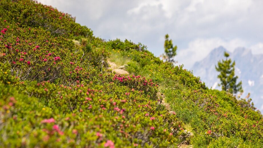 Alpenrosensteig in Fiss | © © Serfaus-Fiss-Ladis Marketing GmbH