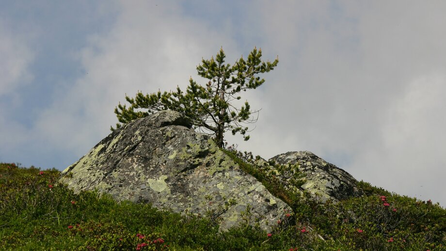 Blühende Blumen und Gräser | © © Serfaus-Fiss-Ladis Marketing GmbH