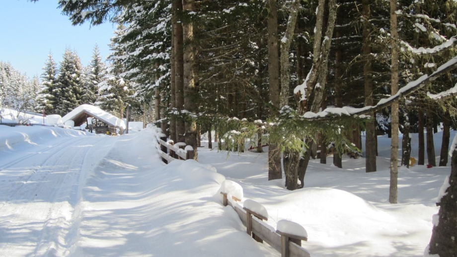 waldweg_schoengampalm3.JPG | © © Serfaus-Fiss-Ladis Marketing GmbH