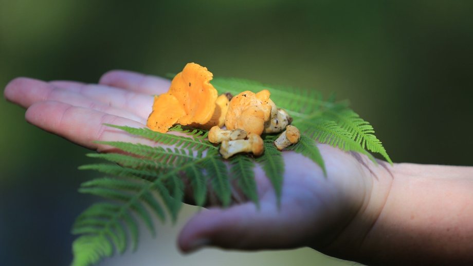 Pfifferlinge auf dem Familien-Erlebnisweg | © © Serfaus-Fiss-Ladis Marketing GmbH