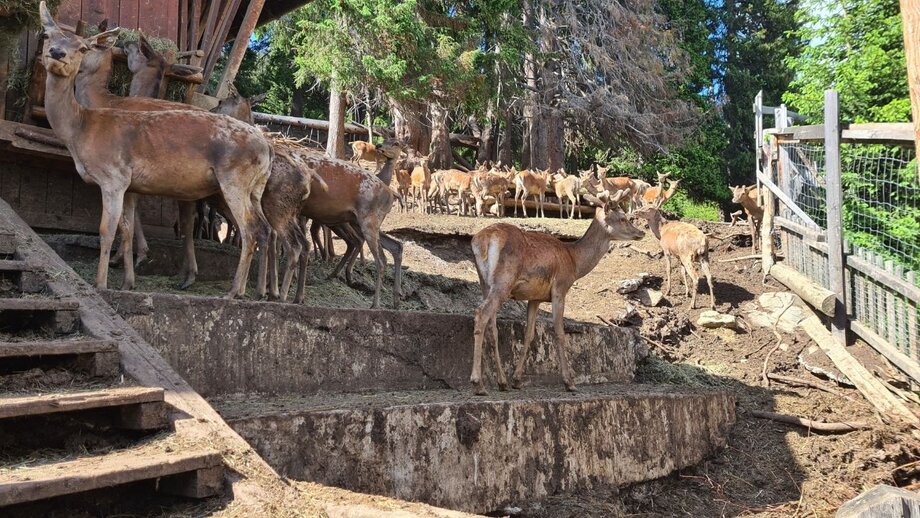 Wildtiergehege in Fiss | © © Serfaus-Fiss-Ladis Marketing GmbH