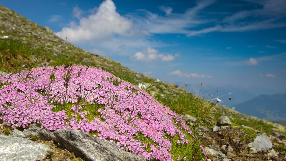 Sattelkopf | © © Serfaus-Fiss-Ladis Marketing GmbH