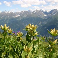Blumen und Gräser auf dem Murmeltiersteig | © © Serfaus-Fiss-Ladis Marketing GmbH
