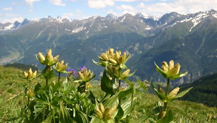 Blumen und Gräser auf dem Murmeltiersteig | © © Serfaus-Fiss-Ladis Marketing GmbH