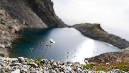 Kleine weiße Blume mit Blick auf den Tieftalsee | © © Serfaus-Fiss-Ladis Marketing GmbH_ Andreas Kirschner