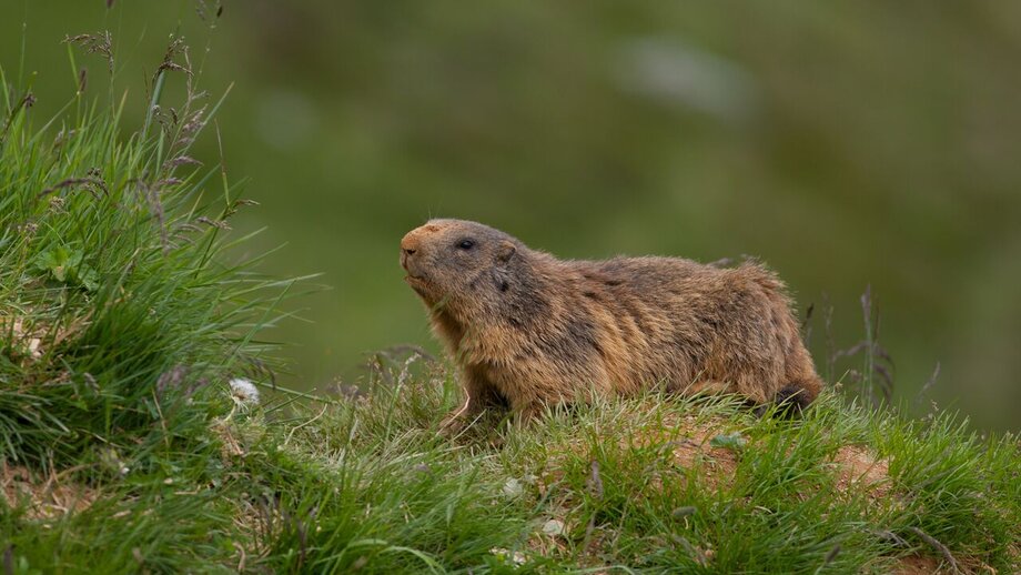 Murmeltier auf dem Murmeltiersteig | © © Serfaus-Fiss-Ladis Marketing GmbH