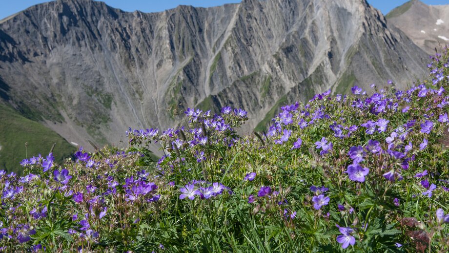 Blumen und Gräser | © © Serfaus-Fiss-Ladis Marketing GmbH
