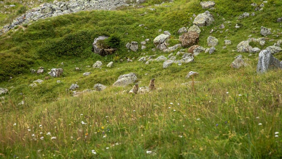 Murmeltiere auf dem Murmeltiersteig | © © Serfaus-Fiss-Ladis Marketing GmbH