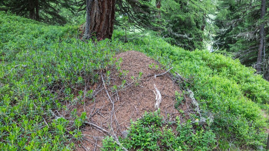 Themensteig durch die Natur | © © Serfaus-Fiss-Ladis Marketing GmbH