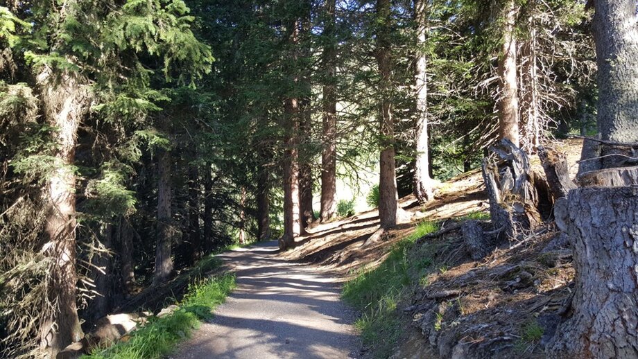 Wanderung durch den Wald | © © Serfaus-Fiss-Ladis Marketing GmbH