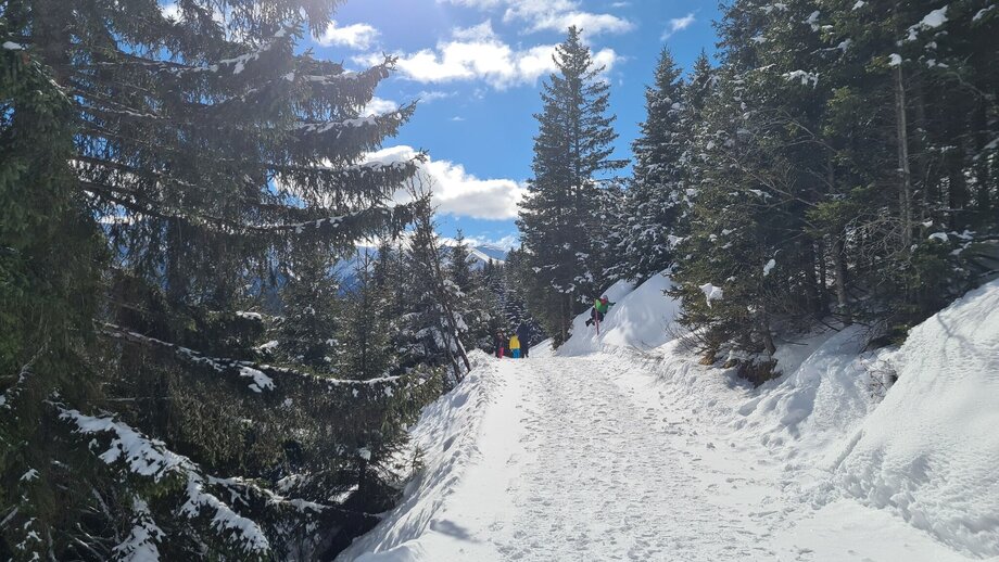 panorama-genussweg_waldbahn-moeseralm_c_serfaus-fiss-ladis_marketing_gmbh_5.jpg | © © Serfaus-Fiss-Ladis Marketing GmbH