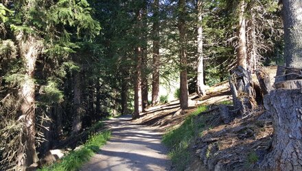 Waldweg nach Serfaus | © © Serfaus-Fiss-Ladis Marketing GmbH