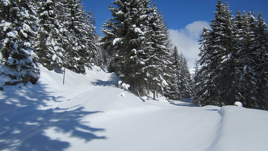 waldweg_schoengampalm6.JPG | © © Serfaus-Fiss-Ladis Marketing GmbH