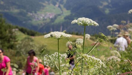 Wildkräuter-Lehrpfad in Fiss | © © Serfaus-Fiss-Ladis Marketing GmbH