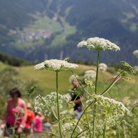 Wildkräuter-Lehrpfad in Fiss | © © Serfaus-Fiss-Ladis Marketing GmbH