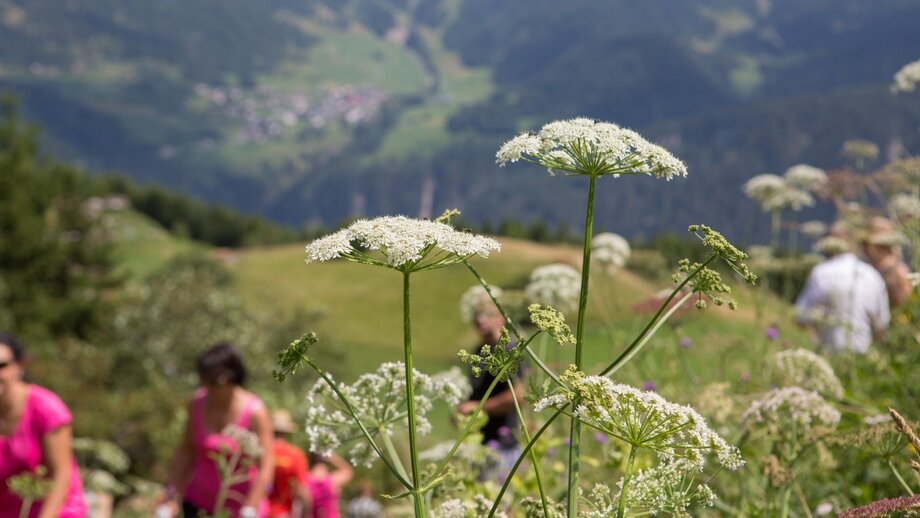 Wildkräuter-Lehrpfad in Fiss | © © Serfaus-Fiss-Ladis Marketing GmbH