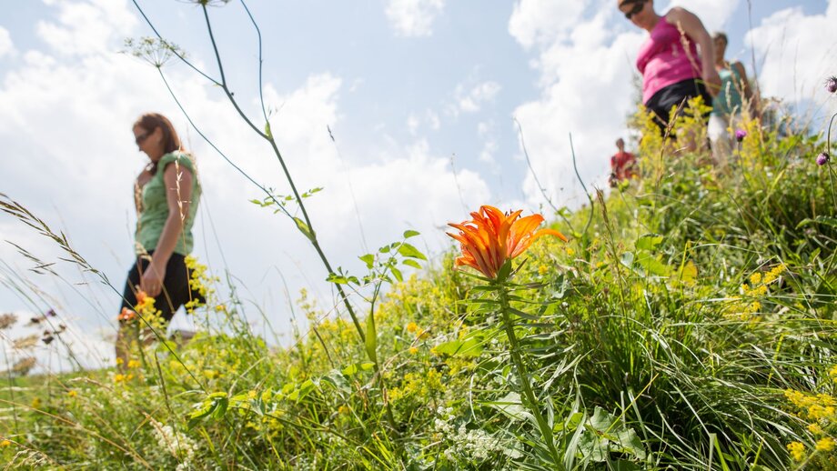 Wildkräuter-Lehrpfad | © © Serfaus-Fiss-Ladis Marketing GmbH