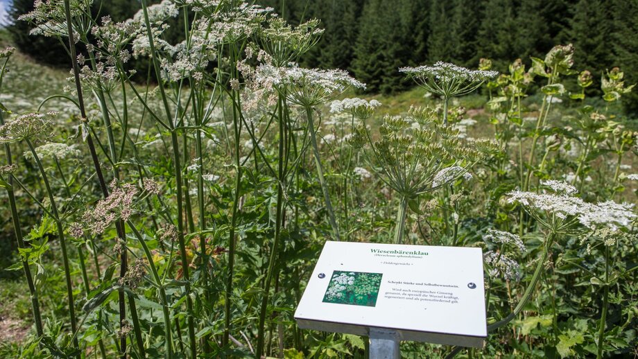 Wildkräuterkunde | © © Serfaus-Fiss-Ladis Marketing GmbH