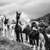 Lama